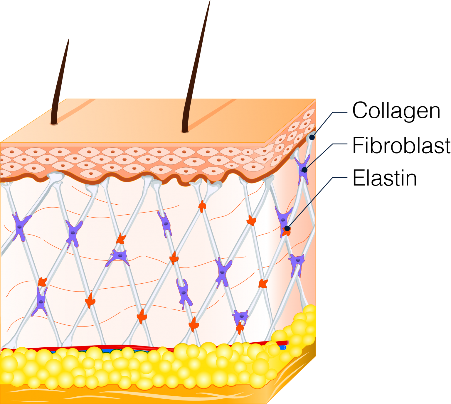Benefits of Hyaluronic Acid Mesosynergy